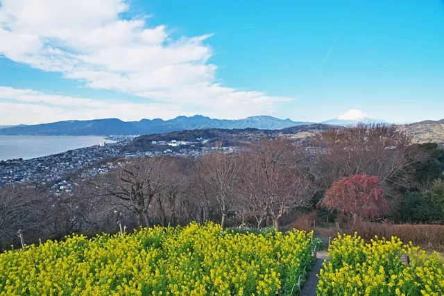 Azumayama Park Rapeseed Flower Field
