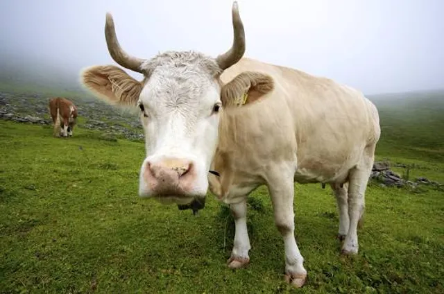 Révbéri Equestrian Center