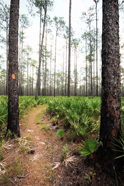 Osceola National Forest