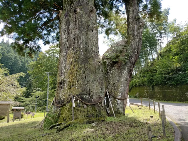 Tsukize no Osugi (Giant Cedar)