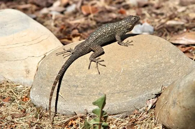 Faversham Recreation Ground