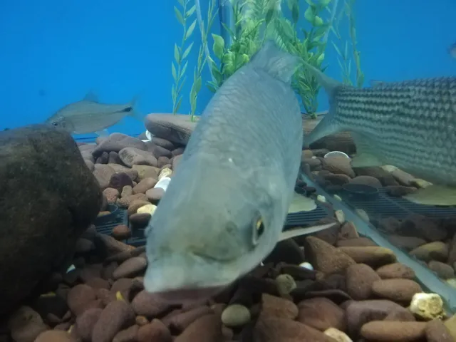 Acuario Pira Renda