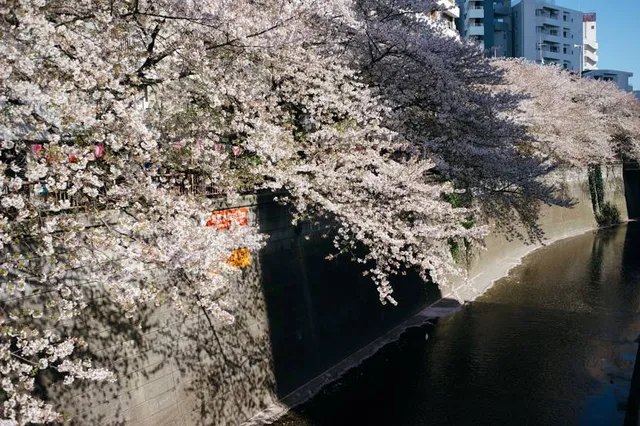 Sakura Bridge