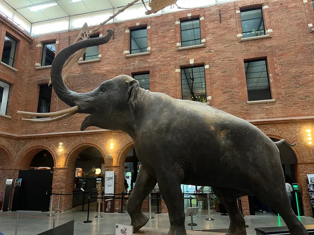 Muséum de Toulouse
