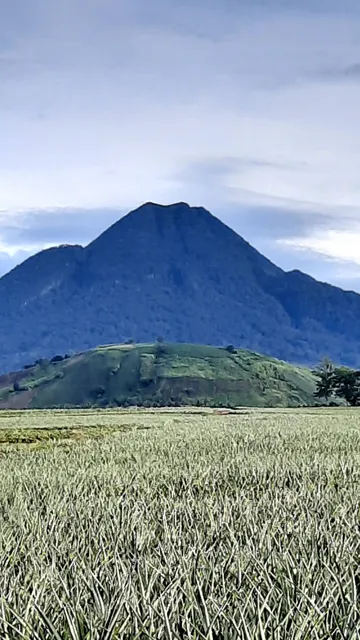 Pineapple Plantation