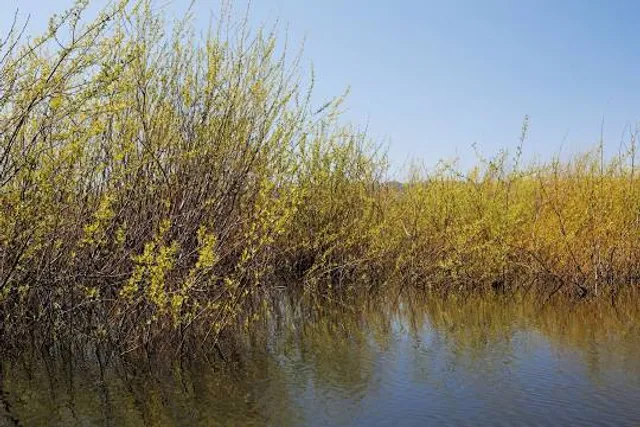 Smith and Bybee Wetlands Natural Area