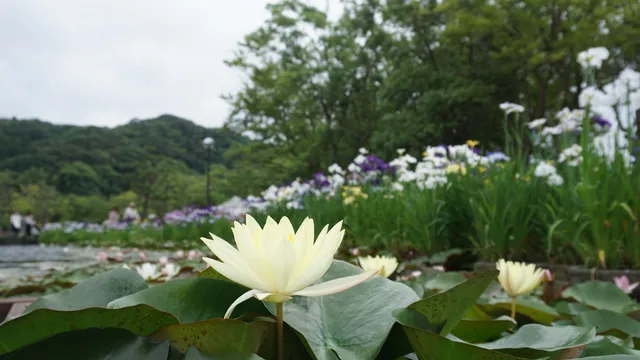 Lake Tōgō Hawai Seaside Park