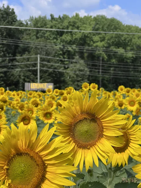 Happy Day Farm