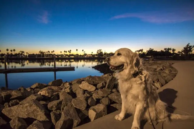 Long Beach Animal Hospital