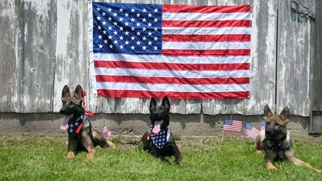 Patriot Dog Training