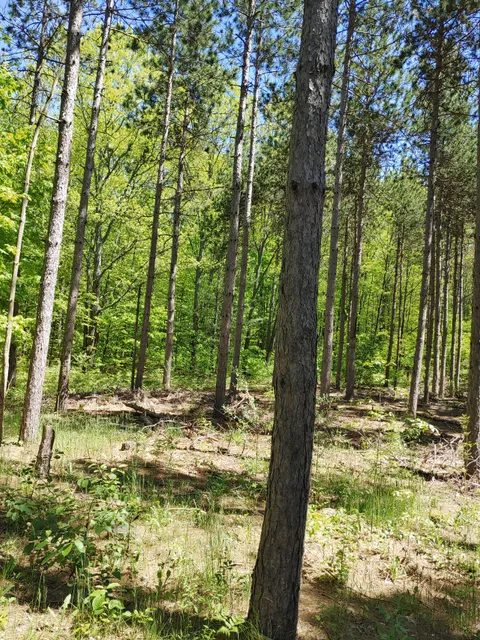 Dufferin County Forest