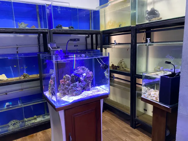 A R Exotics Marine Aquarium Sri Lanka