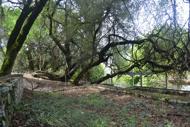 Κλήμα Παυσανία