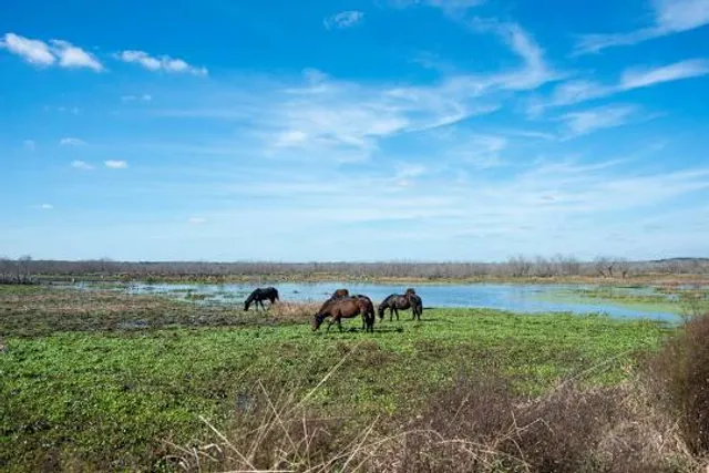 Paynes Prairie Preserve State Park