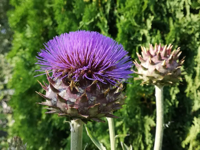 Museum der Gartenkultur