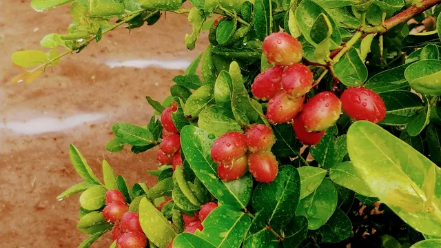 Kusum Agro Tourism & Picnic Centre