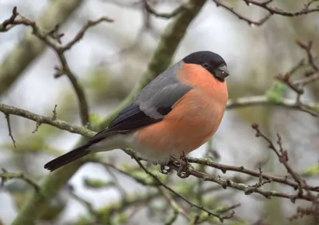 Rainton Meadows Nature Reserve
