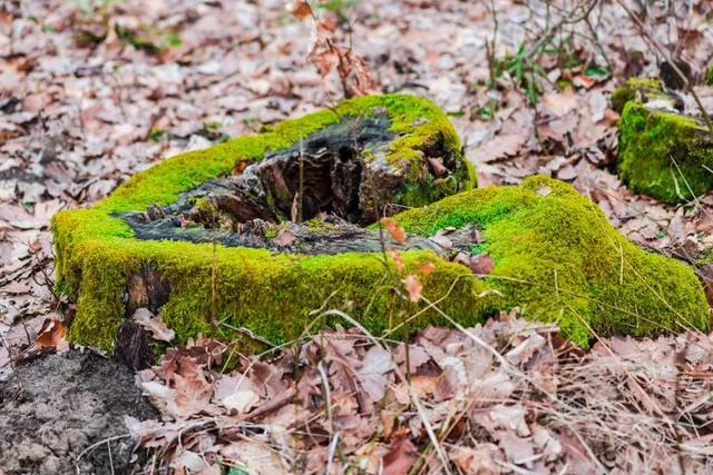 Dead Man's Hollow Conservation Area