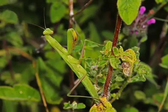 Réserve naturelle de Montenach