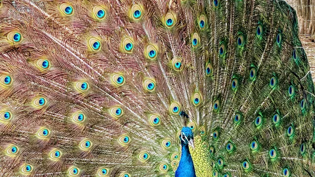 Lost Creek Safari, LLC