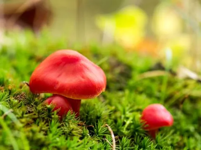 Catherine Wolter Wilderness Area