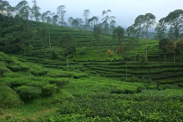 Agrowisata Pagilaran