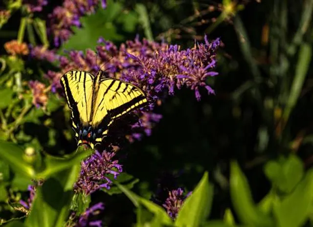 Montrose Botanic Gardens