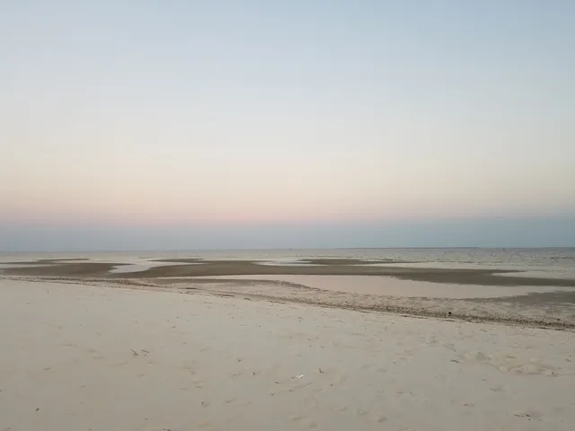 Dolphin, Hurricane Katrina Tree Sculpture