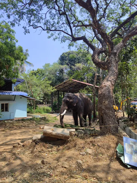 Elephant Kotta, Guruvayoor