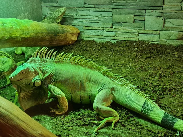 Ενυδρείο - Ερπετάριο