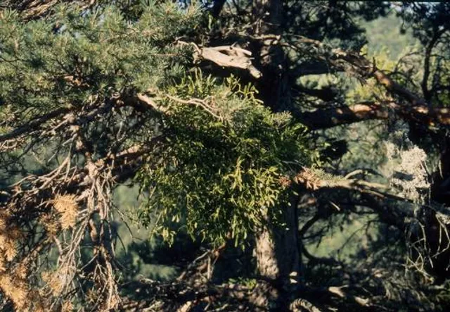 Jardin des Trains Ardéchois