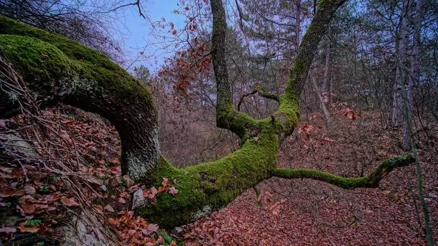 Steinerne Rinne bei Erasbach