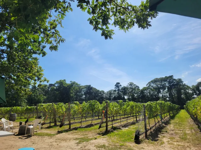 Loughlin Vineyard