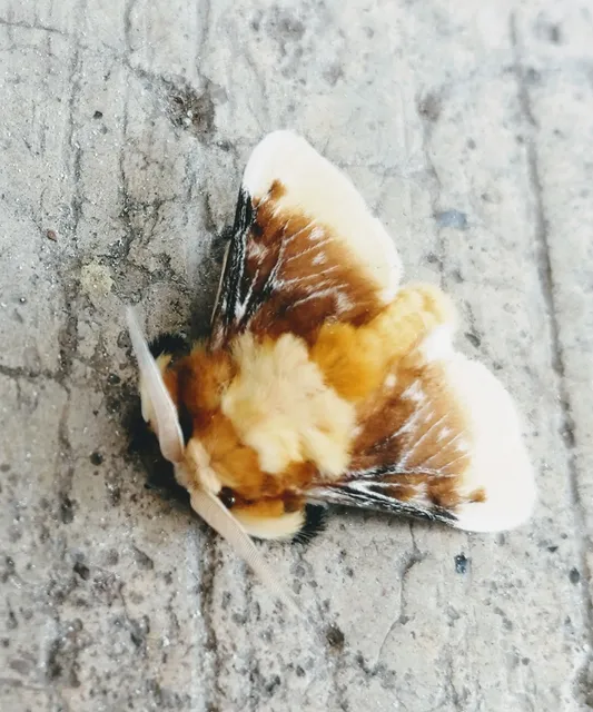 Mariscos y más La Nena