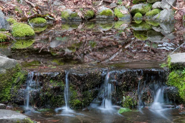 Fern Spring