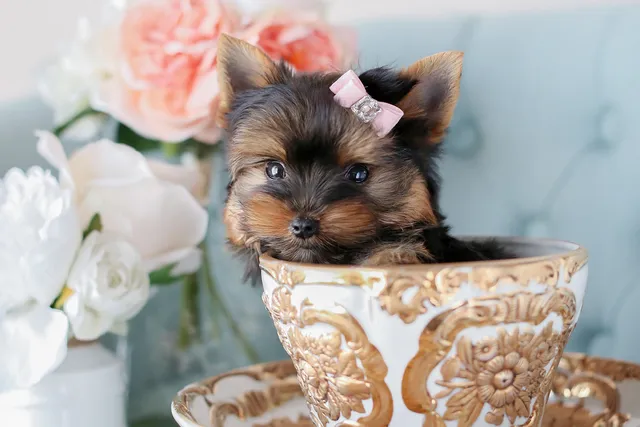 TeaCups, Puppies & Boutique