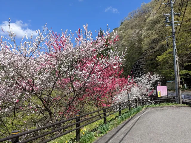 Seinaiji Ichiban Shimizu Spring
