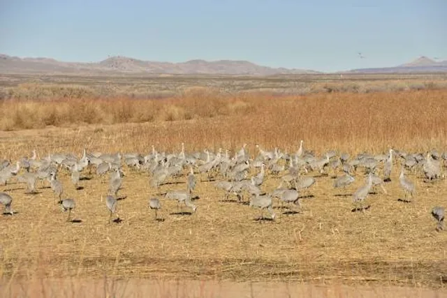 Friends of Bosque del Apache National Wildlife Refuge