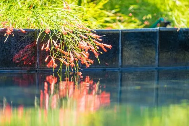 Arthur McElhone Reserve