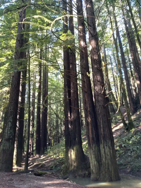 Navarro River Redwoods State Park