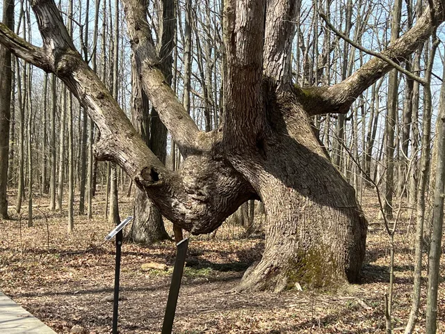 Lawrence Woods State Nature Preserve