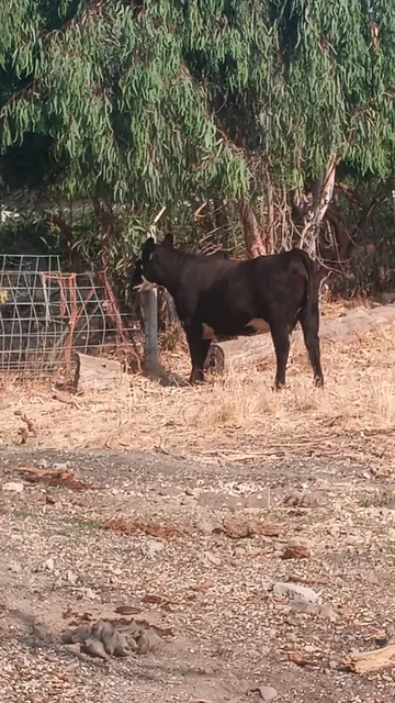 Peterson's Farm(farm fresh eggs)