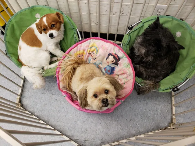 The Animal House Pet Grooming