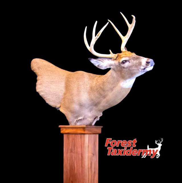 Forest Taxidermy