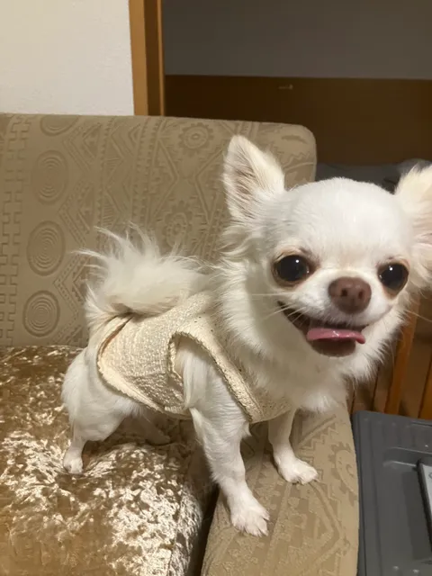 the Beach Dog(ビーチドッグ)