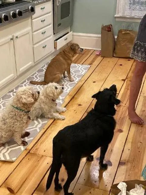 Little Shelter Animal Rescue & Adoption Center