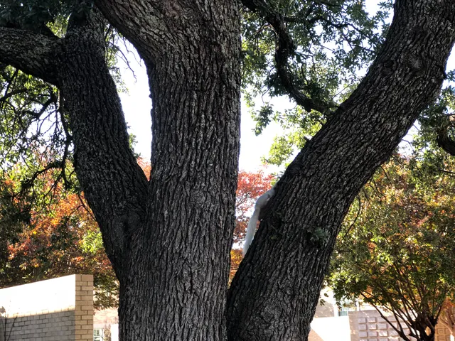 Austin College Campus Store