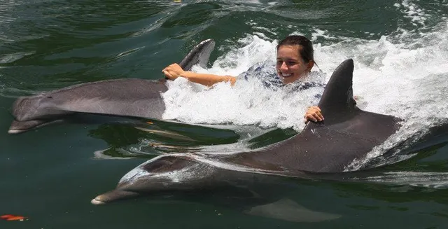 Florida Keys Swim with Dolphin Tours and Tickets