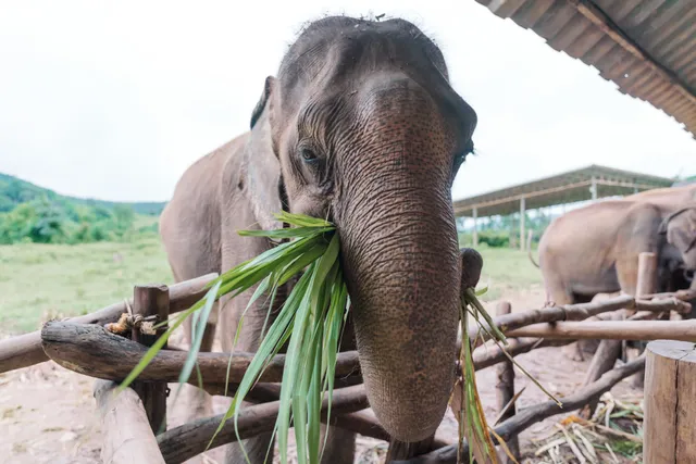 Premier Elephant Sanctuary in Thailand