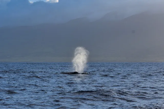 Pacific Whale Foundation